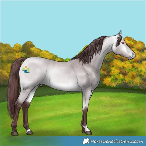 Horse Color:Chocolate Buckskin Chinchilla 