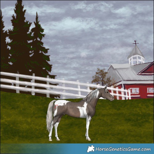 Horse Color:Silver Black Tobiano Varnish