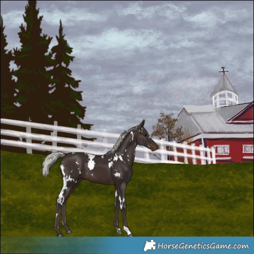 Horse Color:White Spotted Silver Brown 