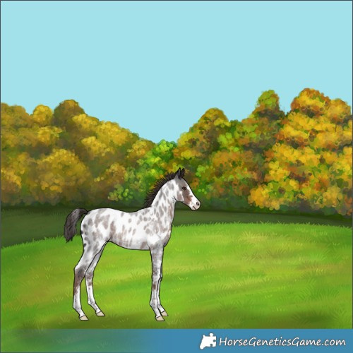 Horse Color:Liver Red Roan Sabino Skewed LP Spotted