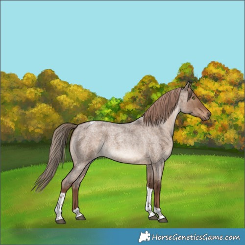 Horse Color:Liver Red Dun Roan Tobiano Brindle