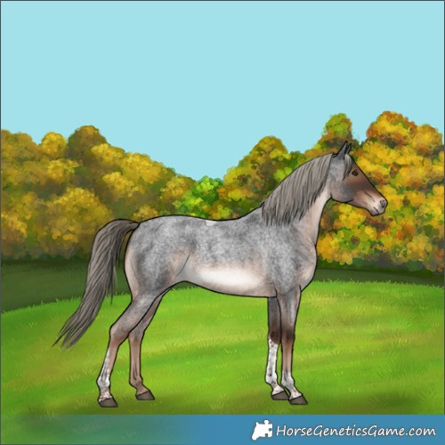 Horse Color:Liver Red Roan Tobiano