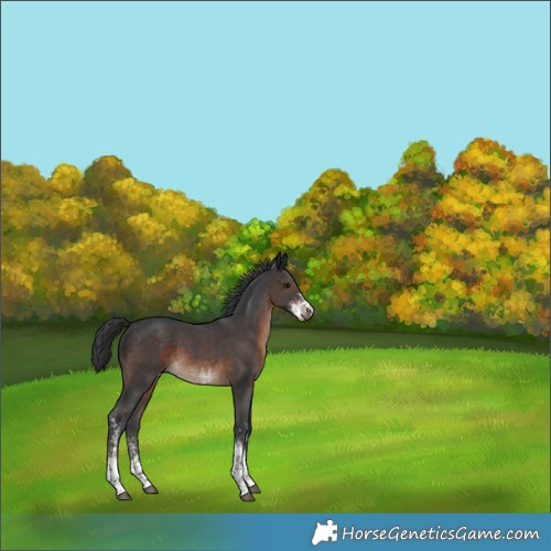 Horse Color:Brown Sabino