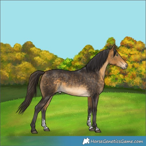 Horse Color:Buckskin Sabino