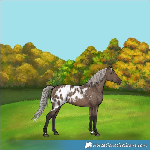 Horse Color:Silver Brown Dun Skewed LP Spotted 