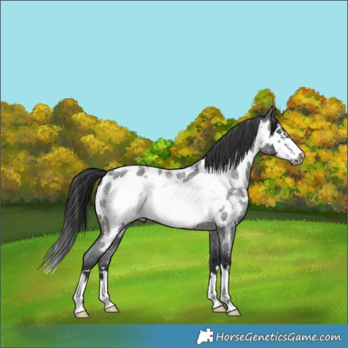 Horse Color:Brown Roan Frame Near Leopard 