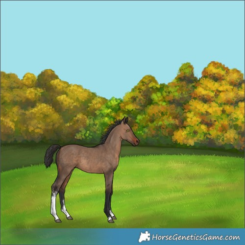 Horse Color:Brown Dun Sabino