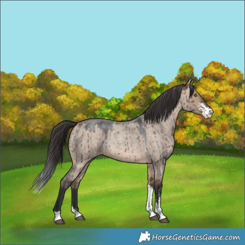 Horse Color:Brown Roan Dun Sabino Brindle 