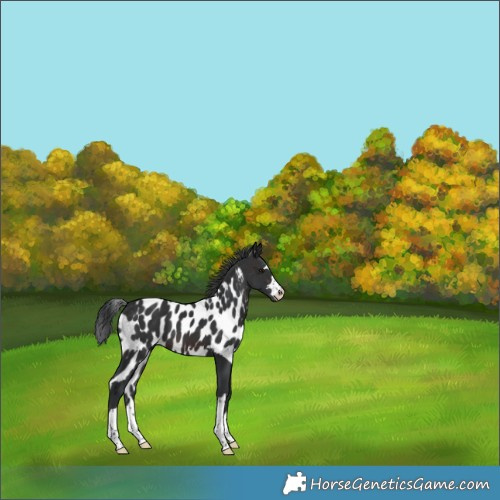 Horse Color:Brown Skewed LP Spotted 