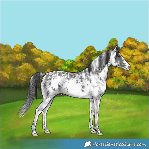 Horse Color:Brown Sabino