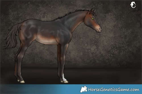 Horse Color:Brown Sabino 