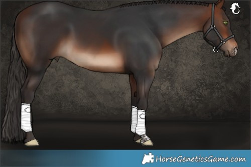 Horse Color:Brown Sabino