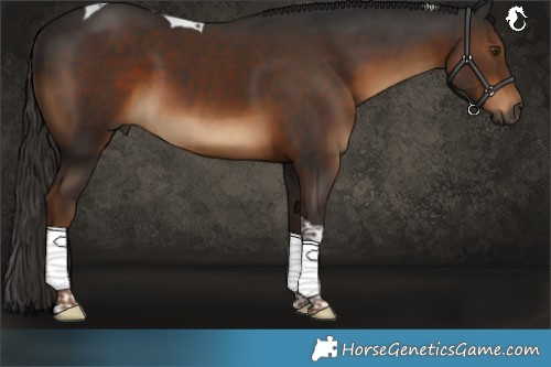 Horse Color:Gray Liver Chestnut Sabino Tobiano 