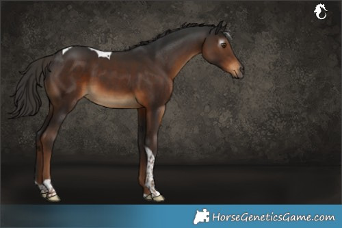 Horse Color:Gray Liver Chestnut Sabino Tobiano