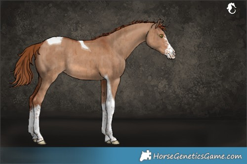 Horse Color:Red Dun Sabino Tobiano Rabicano Brindle