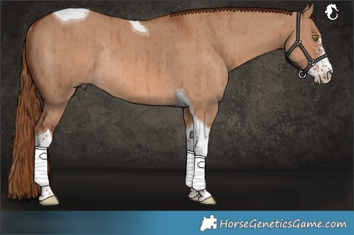 Horse Color:Red Dun Sabino Tobiano Rabicano Brindle 