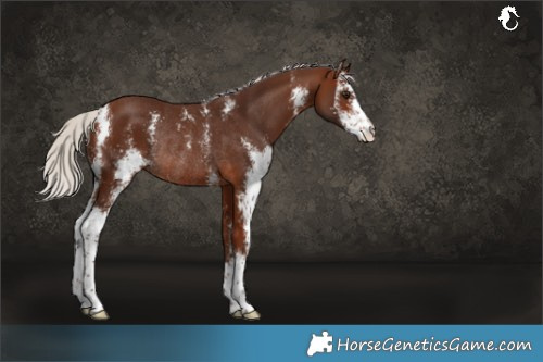 Horse Color:Silver Bay Sabino Rabicano 