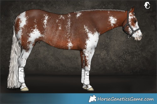 Horse Color:Silver Bay Sabino Rabicano 