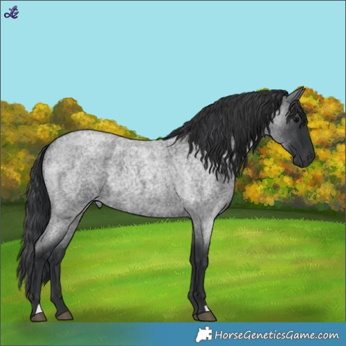 Horse Color:Blue Roan 
