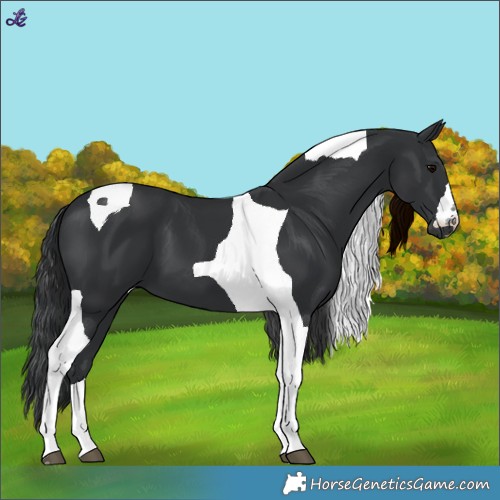Horse Color:Black Tobiano 