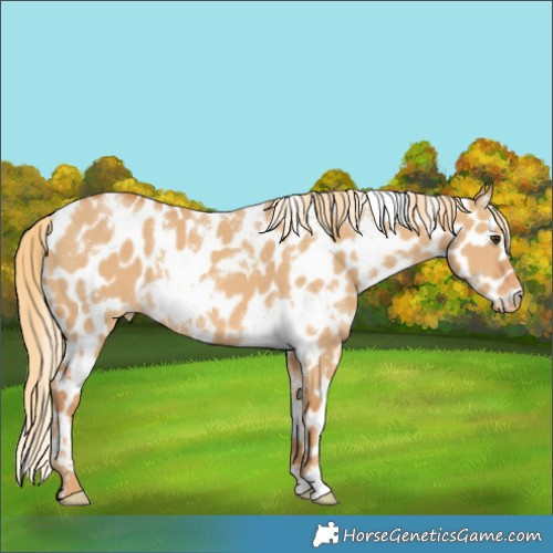Horse Color:White Spotted Red Dun Near Leopard 