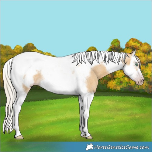 Horse Color:Gray Silver Amber Cream Champagne Roan Dun Splash Tobiano Frame Varnish Rabicano 