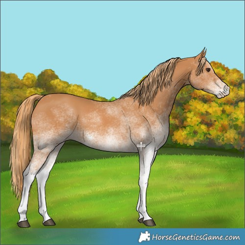 Horse Color:White Spotted Chestnut
