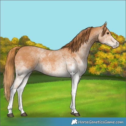 Horse Color:White Spotted Chestnut