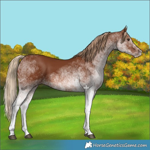 Horse Color:White Spotted Chestnut