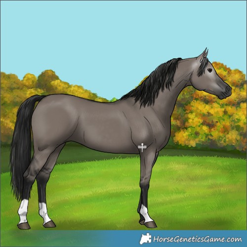 Horse Color:Gray Grullo