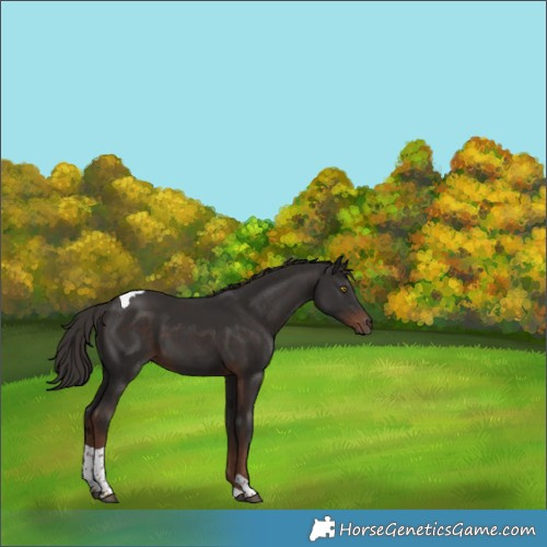 Horse Color:Liver Chestnut Tobiano