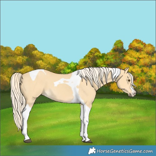 Horse Color:Palomino Dun Tobiano 