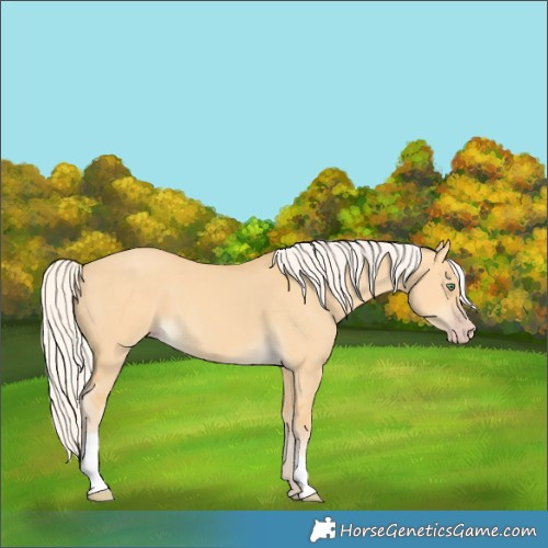 Horse Color:Silver Amber Cream Champagne Dun Tobiano 