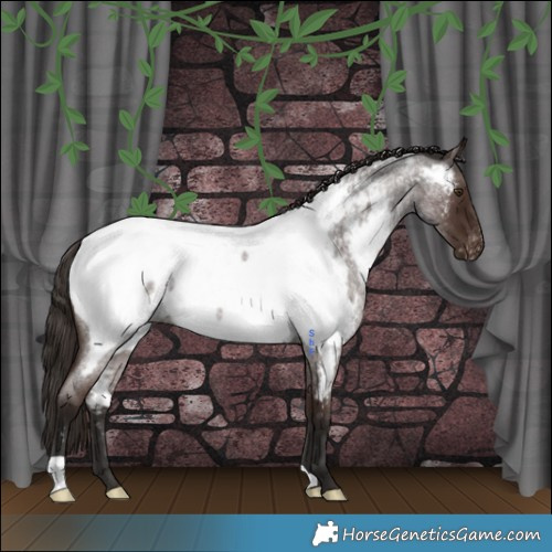 Horse Color:Liver Red Roan Near Fewspot Rabicano 
