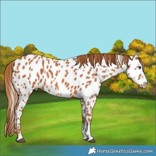 Horse Color:Unknown 