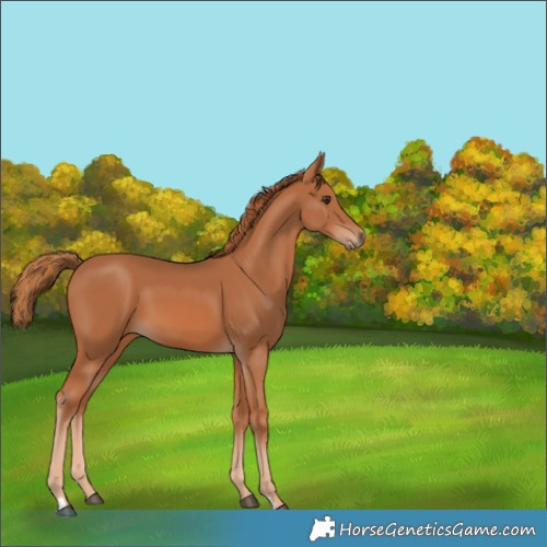 Horse Color:Chestnut 