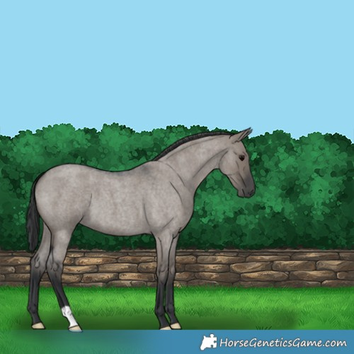 Horse Color:Grullo Roan