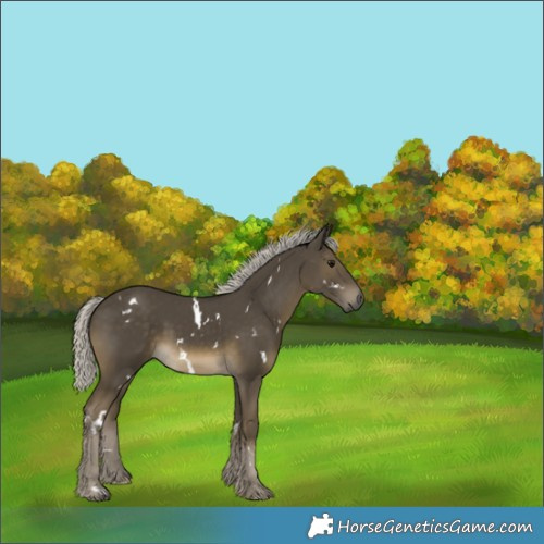 Horse Color:White Spotted Silver Smoky Black