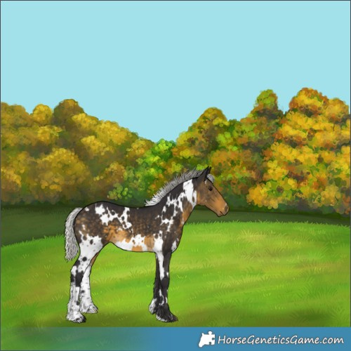 Horse Color:White Spotted Silver Buckskin