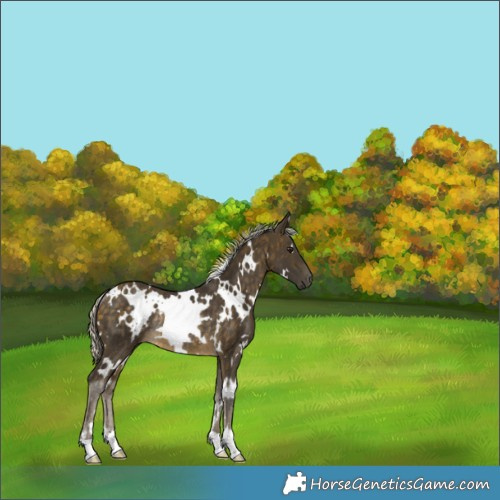 Horse Color:White Spotted Silver Buckskin Rabicano 