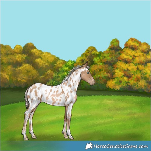 Horse Color:White Spotted Chocolate Palomino Pearl Near Leopard 