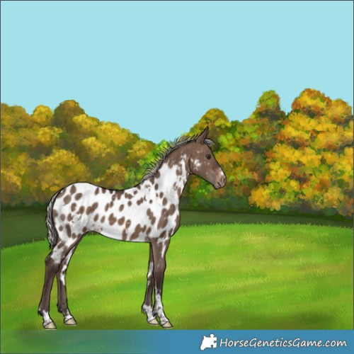 Horse Color:White Spotted Silver Brown Dun Near Leopard