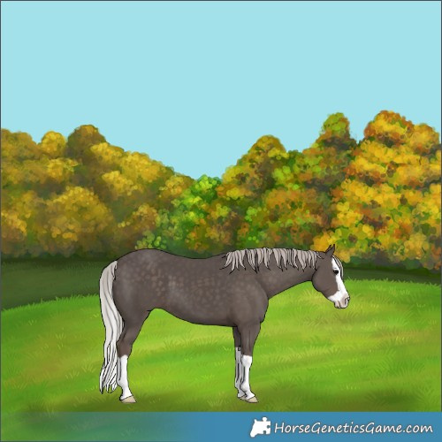 Horse Color:Silver Black Splash