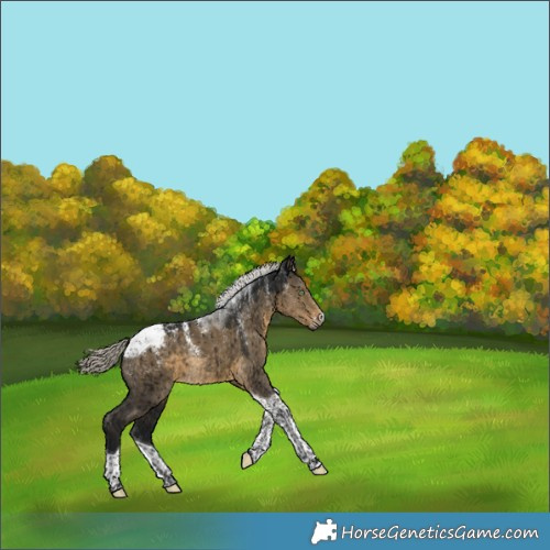 Horse Color:Powder White Gray Silver Smoky Grullo Tobiano Snowcap Brindle