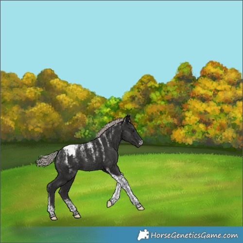 Horse Color:Powder White Gray Silver Black Tobiano Snowcap 