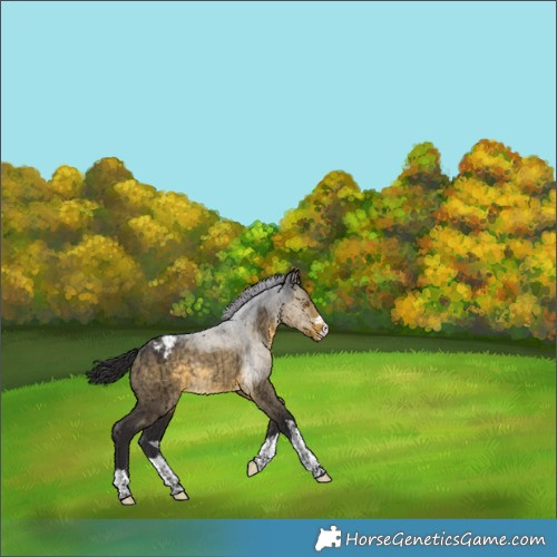Horse Color:Buckskin Dun Snowcap Rabicano Brindle