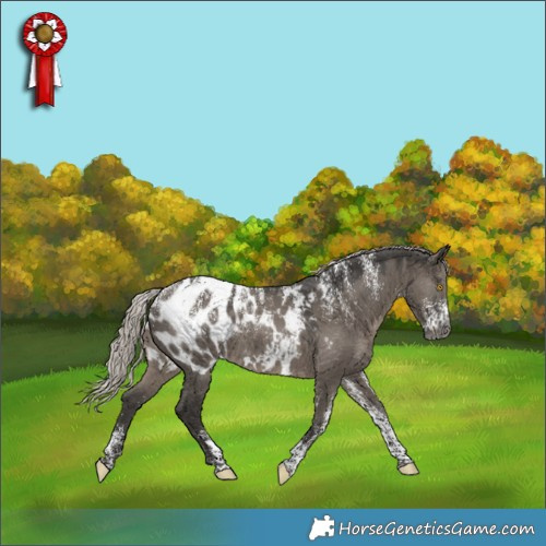 Horse Color:Powder White Gray Silver Grullo Near Leopard 