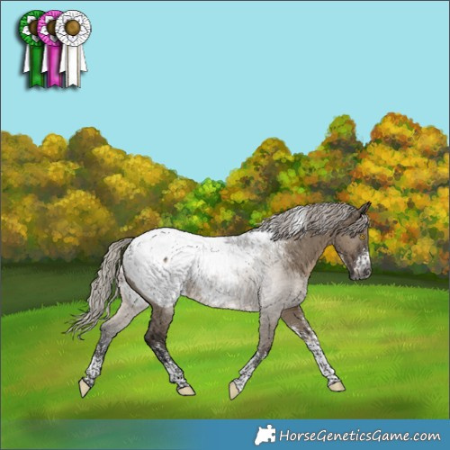 Horse Color:Powder White Gray Silver Grullo Near Fewspot