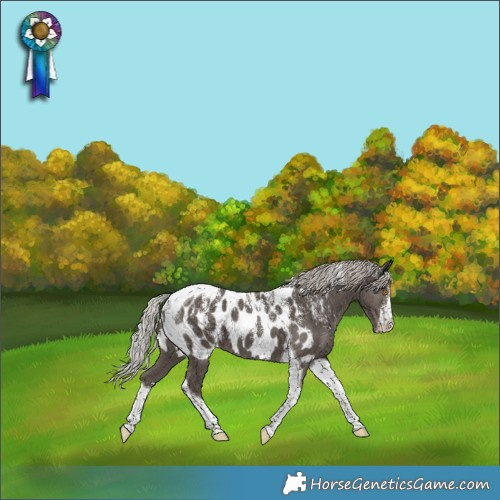 Horse Color:Powder White Silver Black Tobiano Near Leopard