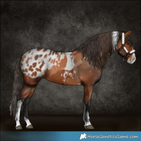 Horse Color:Bay Splash Tobiano Blanket and Bay Splash Tobiano Blanket